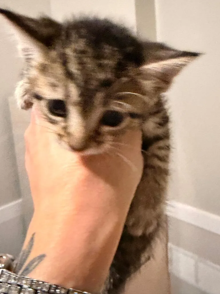 A baby small-sized male Domestic Short Hair cat named SDB Zippy Pudding for adoption in Newnan, GA