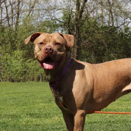 An adult large-sized female Brown / Chocolate Pit Bull Terrier dog named Galinda for adoption in Springfield, IL