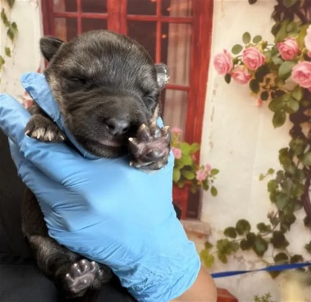 A baby small-sized female German Shepherd Dog dog named Fable for adoption in San Bernardino, CA