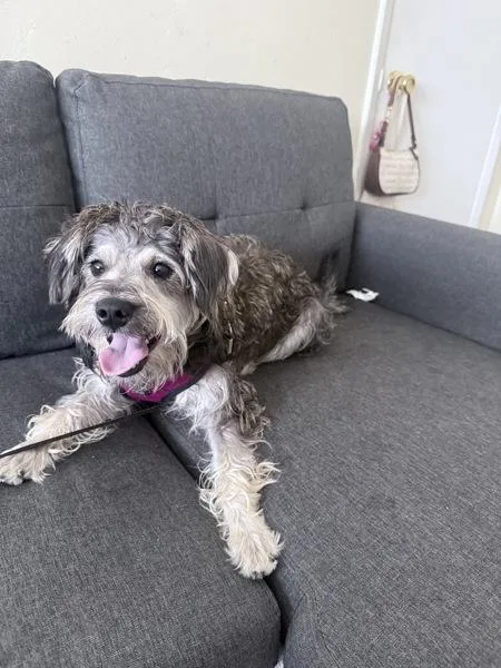 A young small-sized female Schnauzer dog named Estrella for adoption in Oceanside, CA