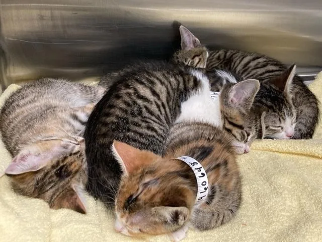 A baby small-sized female Domestic Short Hair cat named Barb for adoption in Tustin, CA