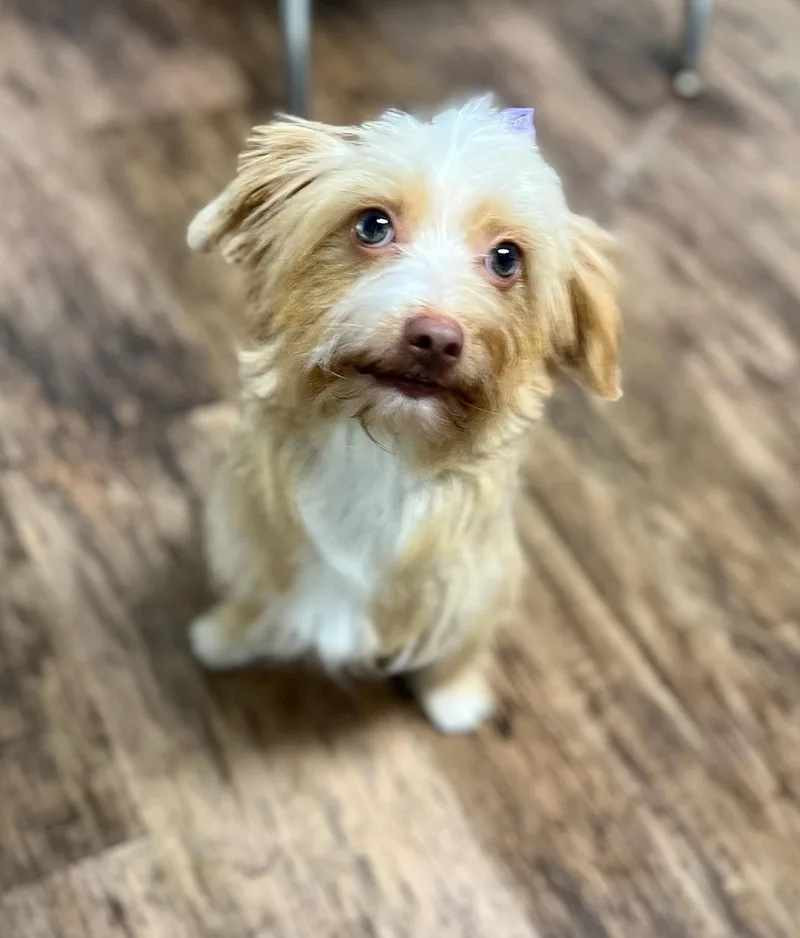 An adult small-sized female Miniature Poodle dog named Blondie for adoption in Belmont, NY