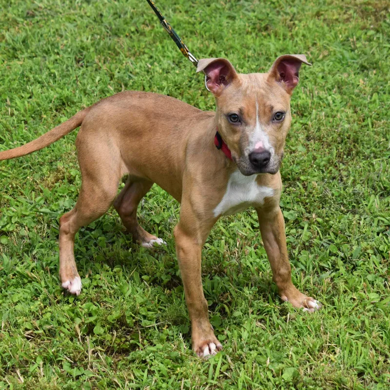 A baby medium-sized female Brindle Pit Bull Terrier dog named Ginger for adoption in Searcy, AR