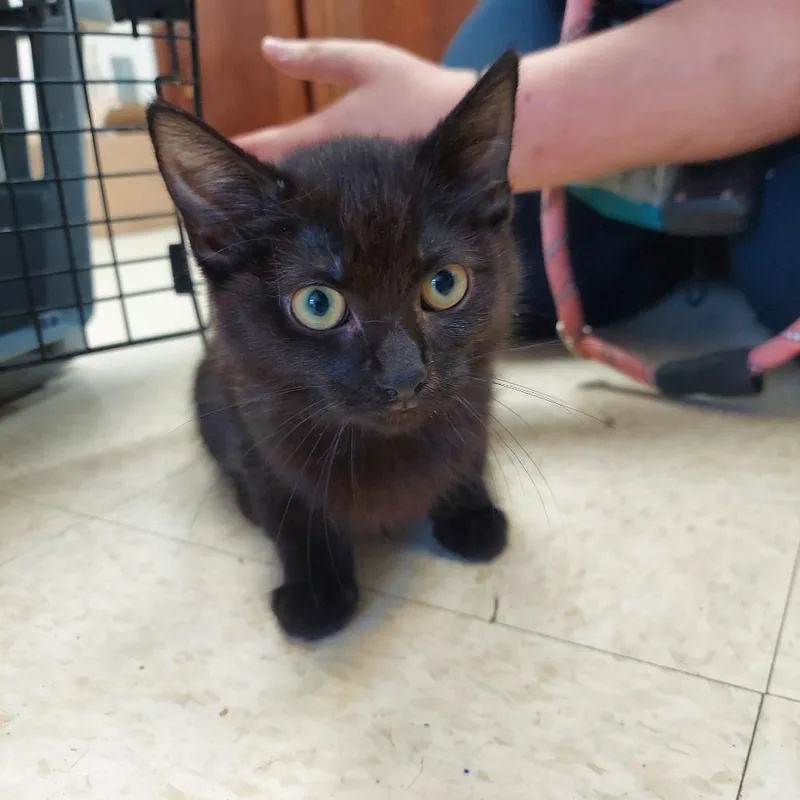A baby small-sized female Domestic Medium Hair cat named Nile for adoption in Ashtabula, OH