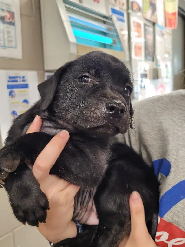 A young large-sized female Labrador Retriever dog named CamdenCami for adoption in Hopkinsville, KY