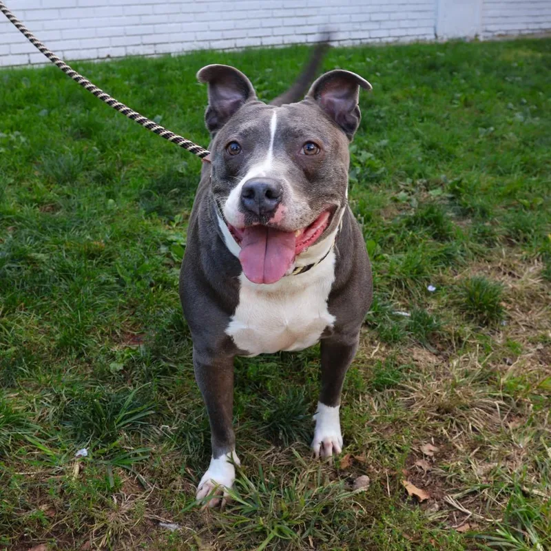 An adult medium-sized female Gray / Blue / Silver Terrier dog named Lola for adoption in Weimar, CA