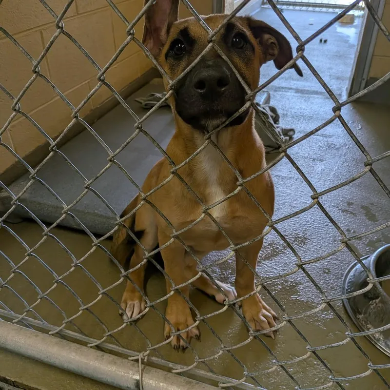 A baby medium-sized female Shepherd dog named Brook for adoption in Fairfax, VA
