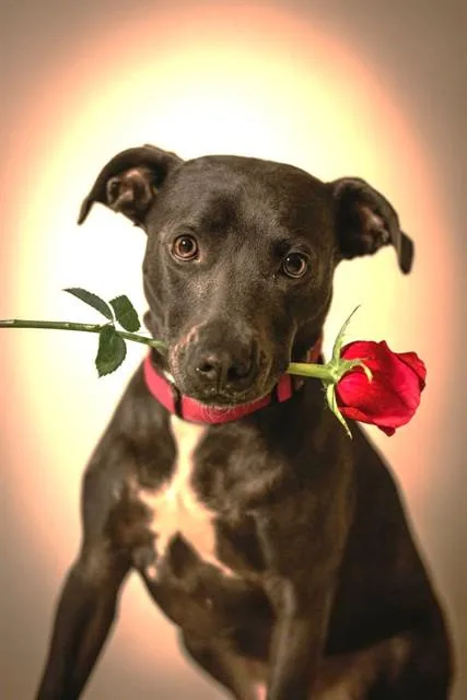 An adult medium-sized female Mixed Breed dog named Taylor Swift for adoption in Jacksonville, FL