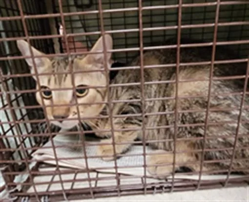 A baby medium-sized female Domestic Short Hair cat named Pancake for adoption in Van Nuys, CA