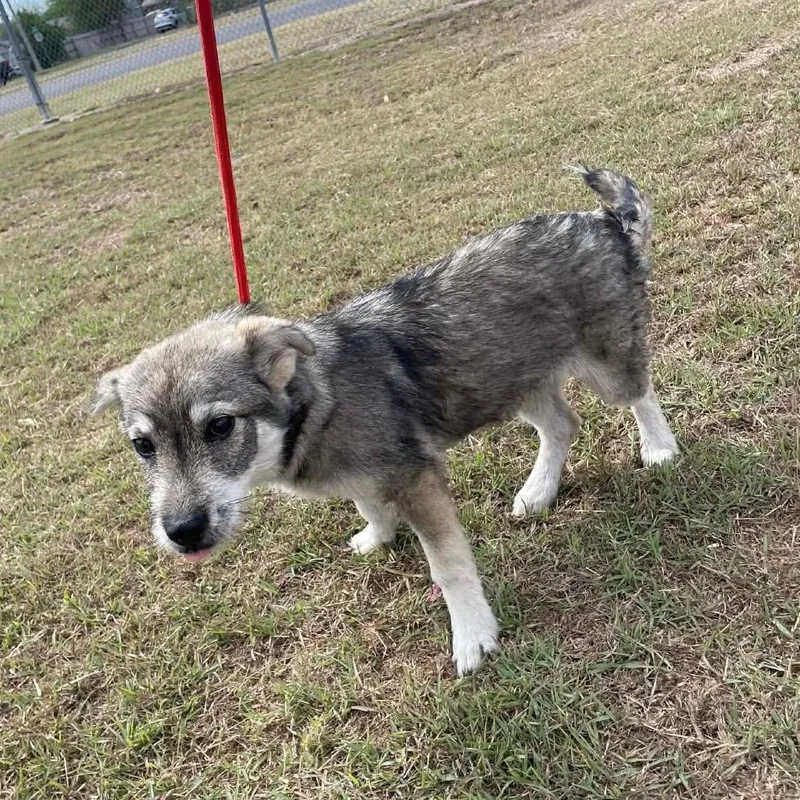 A young small-sized female Gray / Blue / Silver Terrier dog named Trisha C for adoption in Allen, TX