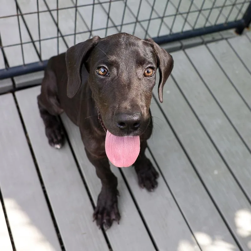 A baby medium-sized male Black Mixed Breed dog named Uno for adoption in Bradenton, FL