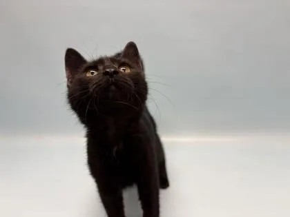 A young small-sized female Domestic Short Hair cat named Beverly for adoption in Woodbury, MN