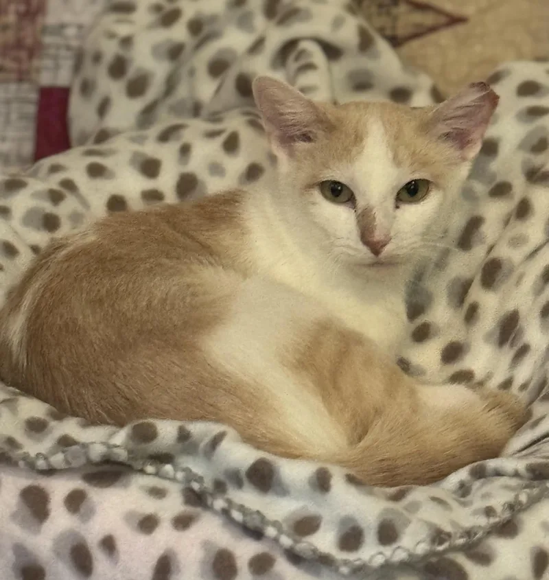 Isla