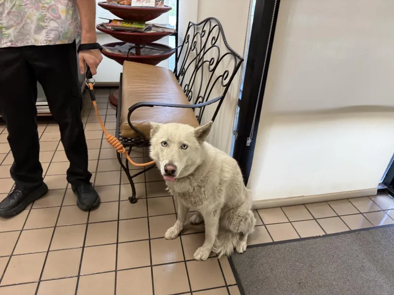 An adult large-sized female Siberian Husky dog named Kira for adoption in Burbank, CA