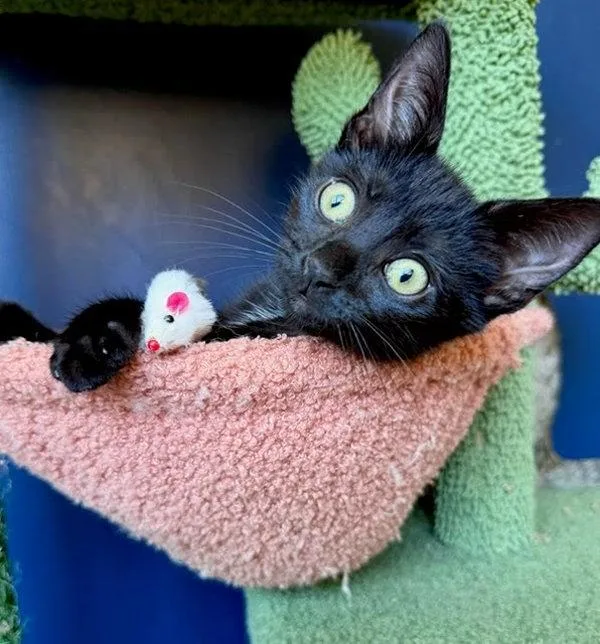 A baby small-sized female Domestic Short Hair cat named Obsidian for adoption in Bonsall, CA