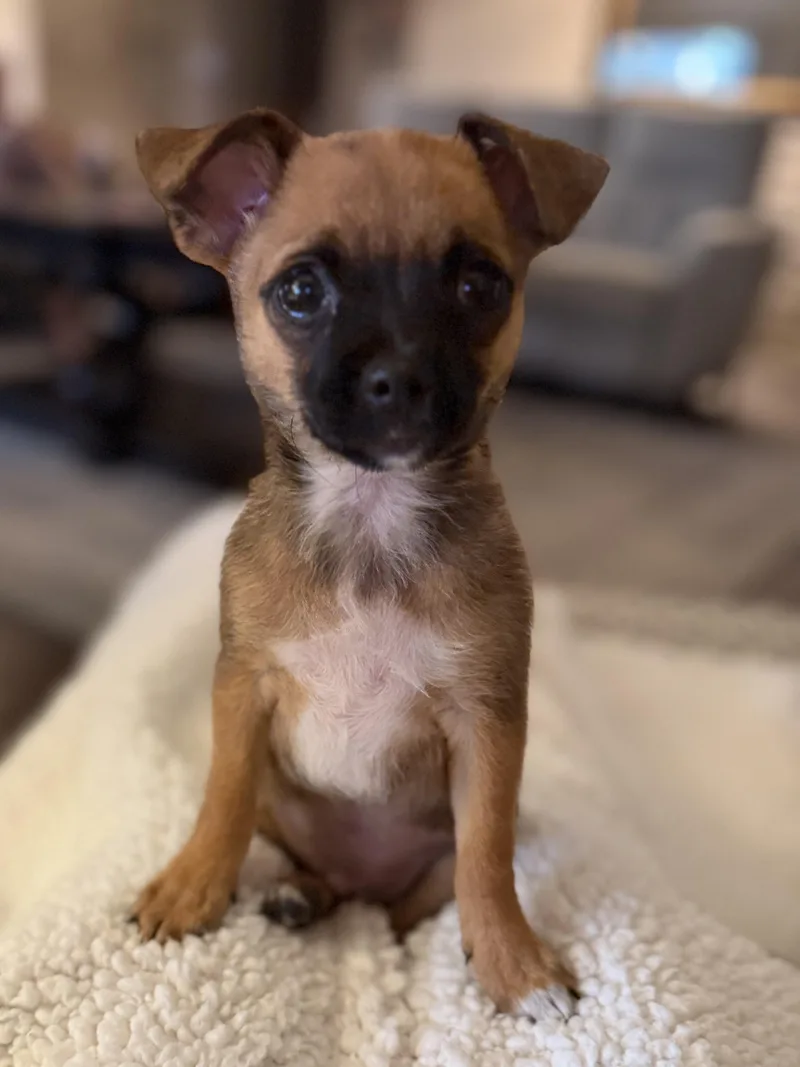 A baby small-sized female Brown / Chocolate Chihuahua dog named Roxie for adoption in Fort Collins, CO