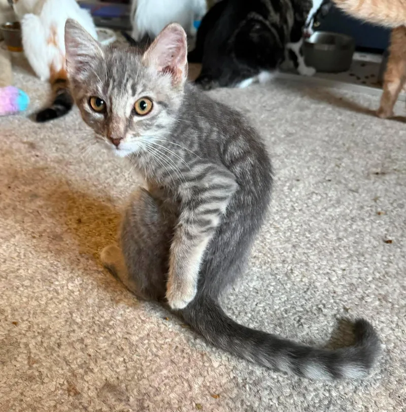 A baby medium-sized male Tabby (Gray / Blue / Silver) Tabby cat named Lincoln for adoption in Marion, IN