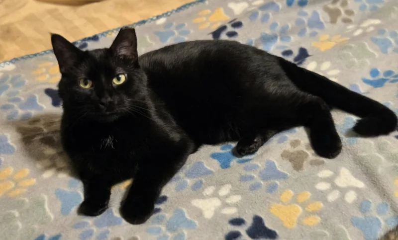 A young medium-sized male Black American Shorthair cat named Bear for adoption in Oconomowoc, WI