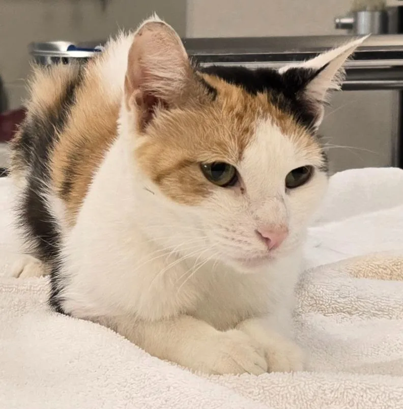A young small-sized female Domestic Short Hair cat named Angel for adoption in Murphysboro, IL
