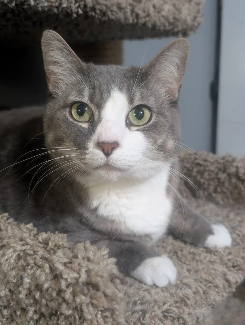 A senior medium-sized female Gray & White Domestic Short Hair cat named Kiwi for adoption in Lancaster, PA