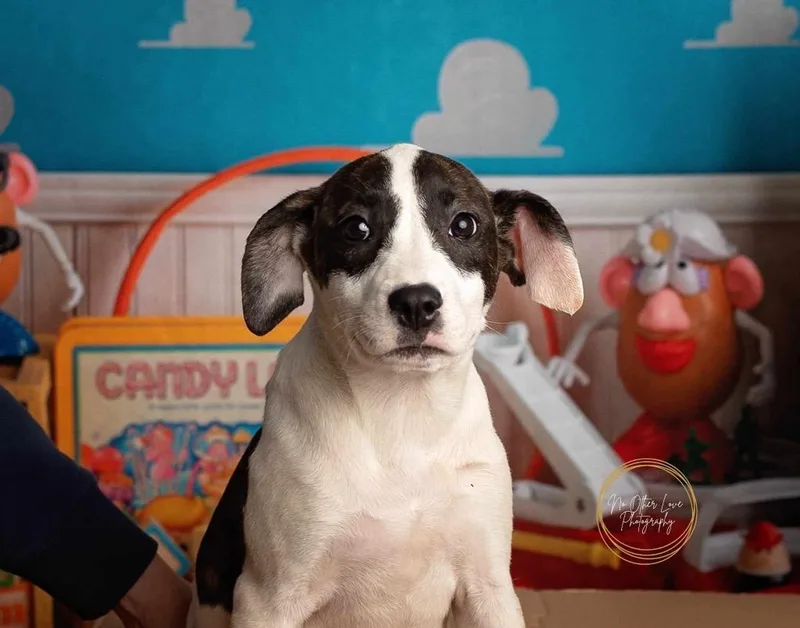A baby medium-sized female Catahoula Leopard Dog dog named Jasmine for adoption in Huntington, IN