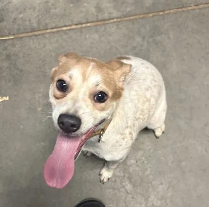 A young medium-sized female Parson Russell Terrier dog named Iris for adoption in Seneca, SC