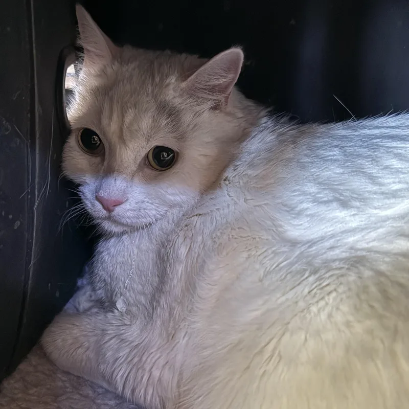 A senior extra large-sized male White Domestic Short Hair cat named Shasta for adoption in Marana, AZ