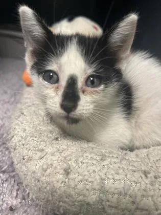 A baby medium-sized female Domestic Short Hair cat named Mouse for adoption in Picayune, MS