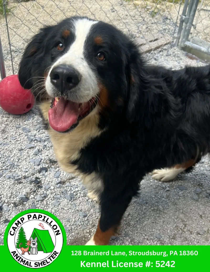 A young medium-sized female Bernese Mountain Dog dog named Jody for adoption in Stroudsburg, PA