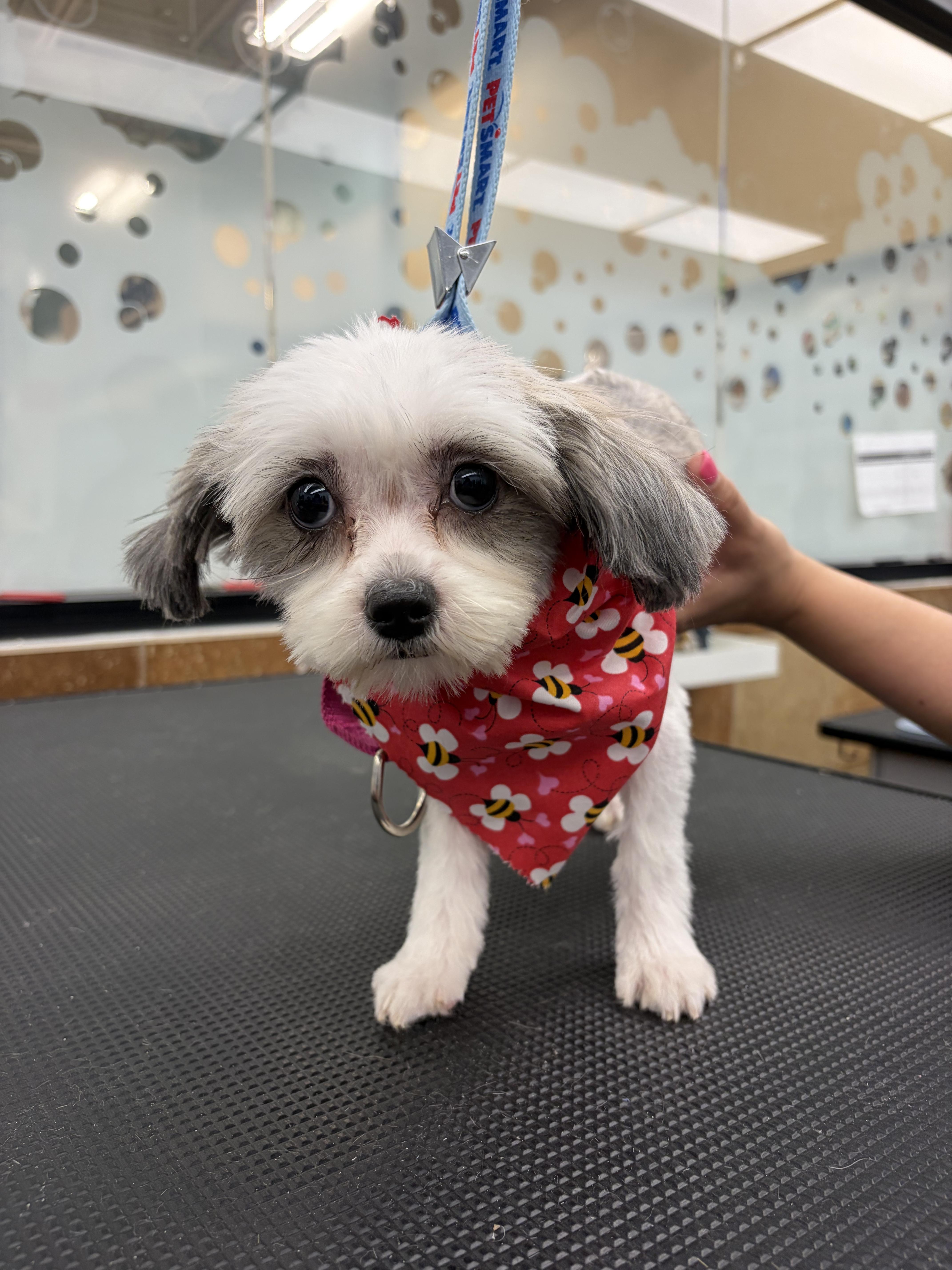 A young small-sized female Yellow / Tan / Blond / Fawn Shih Tzu dog named Honey and Munchkin Donut for adoption in Andover, MA
