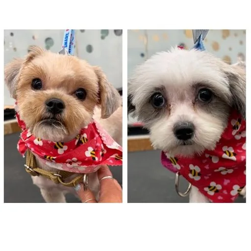 Honey and Munchkin Donut thumbnail 4