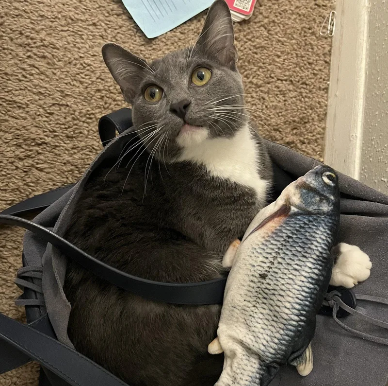 Logan magnificentlitter