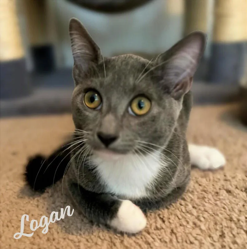 Logan magnificentlitter thumbnail 3