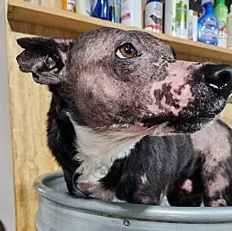 Violet Flakey thumbnail 2