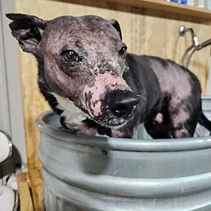 Violet Flakey thumbnail 3