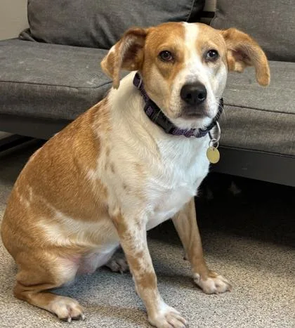 An adult medium-sized female Golden Mixed Breed dog named Reecie for adoption in Lansing, MI