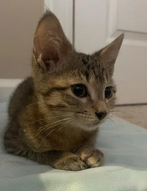 A baby small-sized female Tabby cat named MarieC for adoption in Greenville, DE