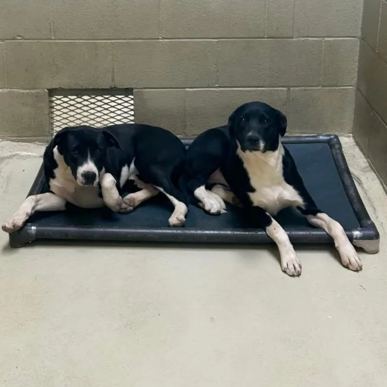 Howl E Berry thumbnail 5