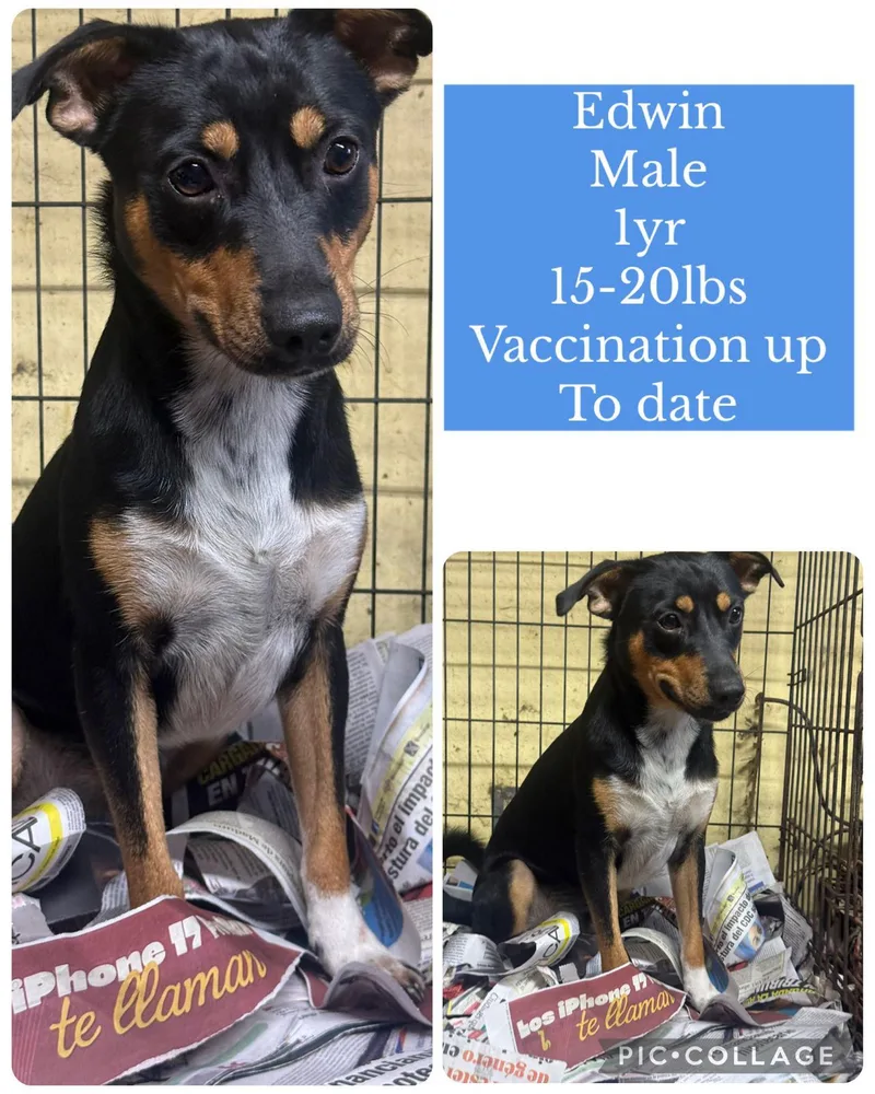 A young small-sized male Mixed Breed dog named Edwin for adoption in San Juan, PR