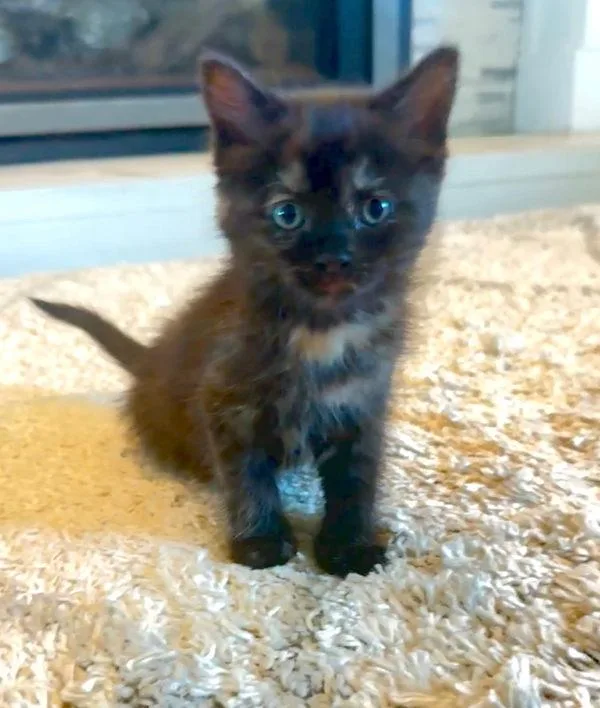 A baby small-sized female Domestic Short Hair cat named Cash for adoption in Salt Lake City, UT