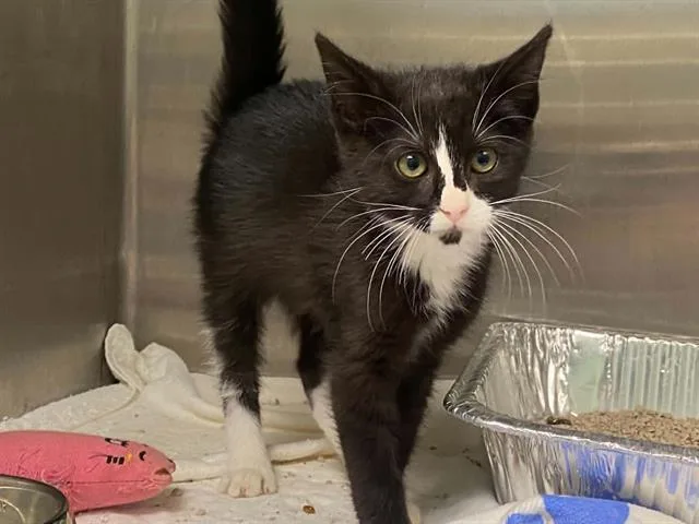 A baby small-sized female Domestic Short Hair cat named Briseis for adoption in Tustin, CA