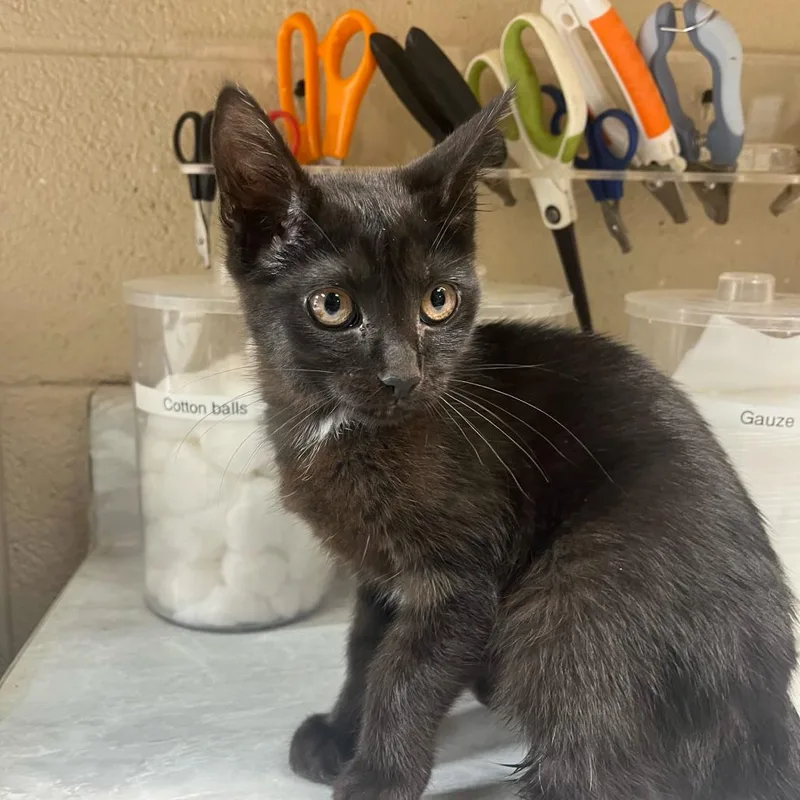 A baby small-sized female Black Domestic Short Hair cat named Bella for adoption in Lewisburg, WV