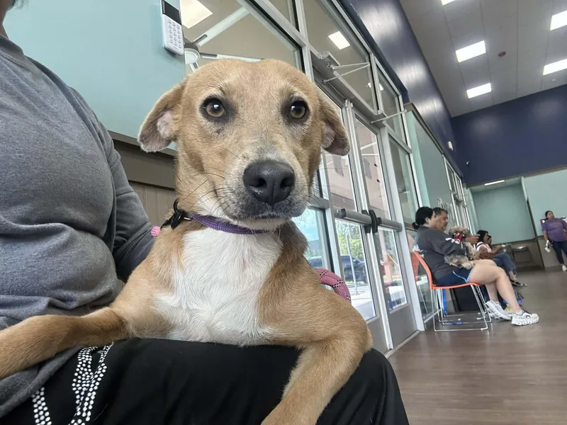 A young medium-sized female Mixed Breed dog named Peaches for adoption in Gainesville, VA