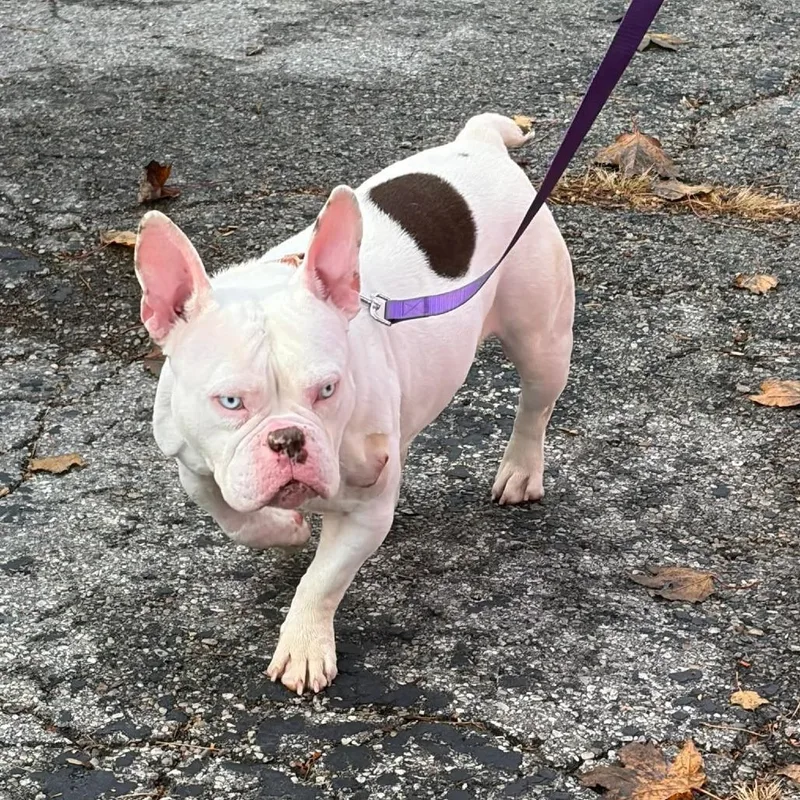 An adult medium-sized female White / Cream English Bulldog dog named Aialik for adoption in Huber Heights, OH