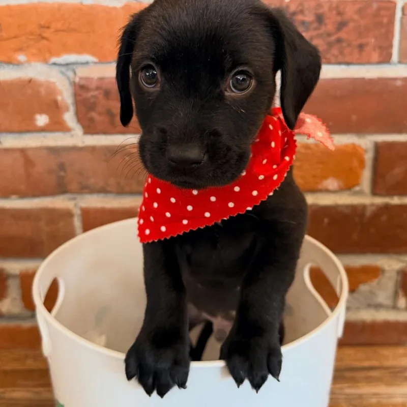A baby medium-sized male Black Labrador Retriever dog named Harold for adoption in O'Fallon, MO