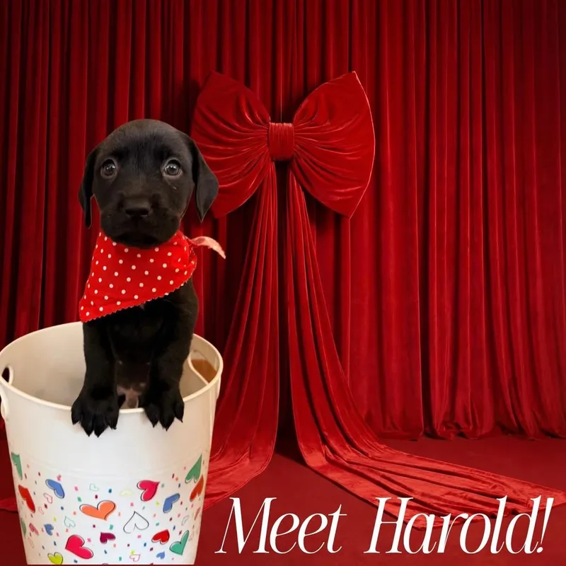 Harold thumbnail 5