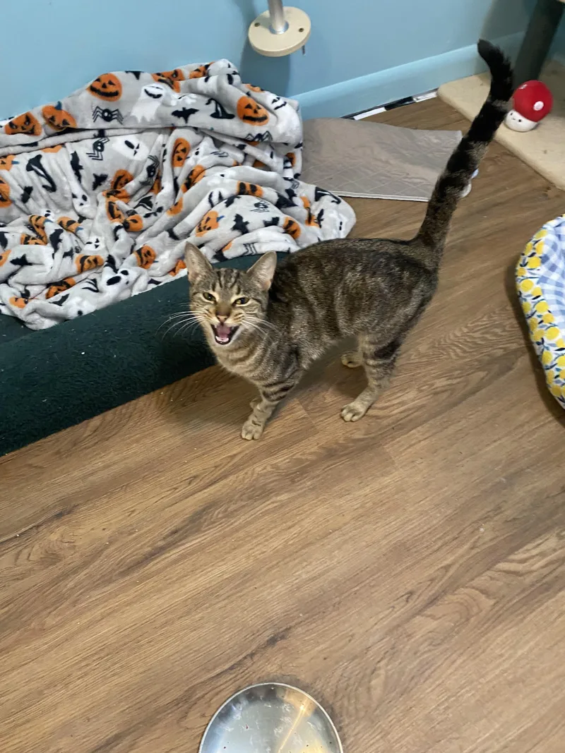 A young medium-sized female Tabby (Brown / Chocolate) Domestic Short Hair cat named Ariana for adoption in Ontario, NY