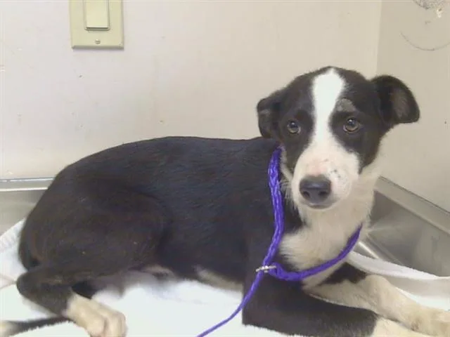 A baby small-sized female Border Collie dog named Marie for adoption in Sacramento, CA