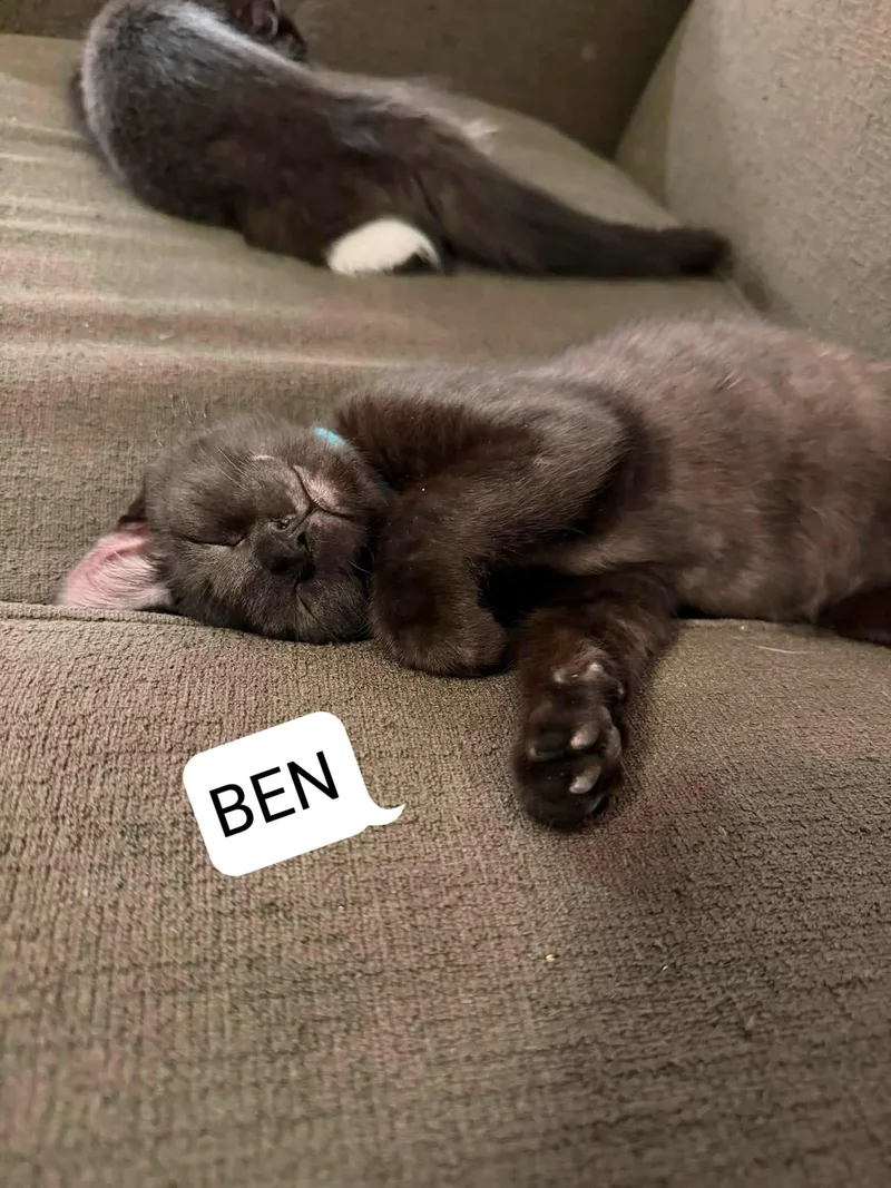 A baby medium-sized male Domestic Short Hair cat named Angel Pie Ben for adoption in Enfield, CT