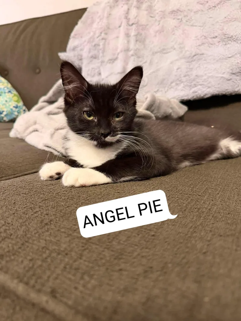 Angel Pie  Ben thumbnail 2